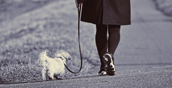 Coleiras, Guias, Peitorais e Adaptadores de Cinto de Segurança para Cães